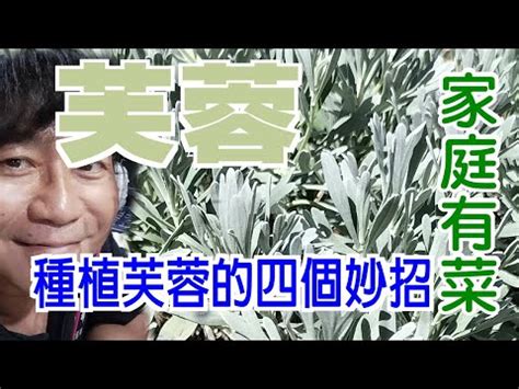 芙蓉難種 后天